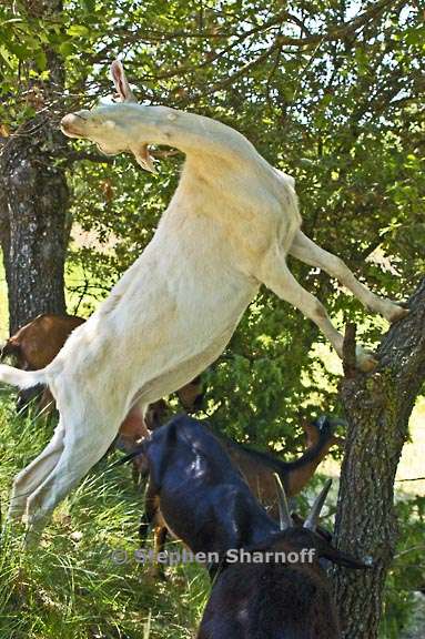goats 6 graphic
